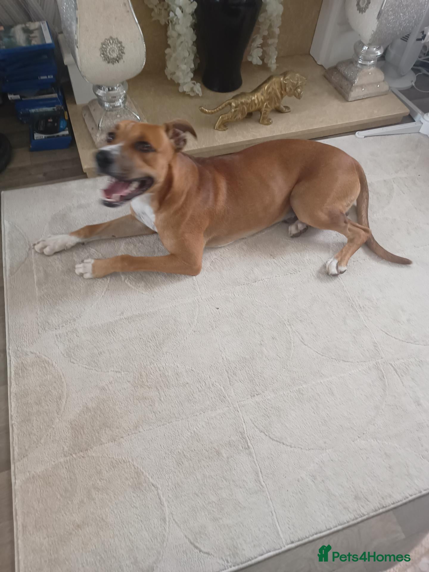Mixed Breed dogs Lenny - Advert 1
