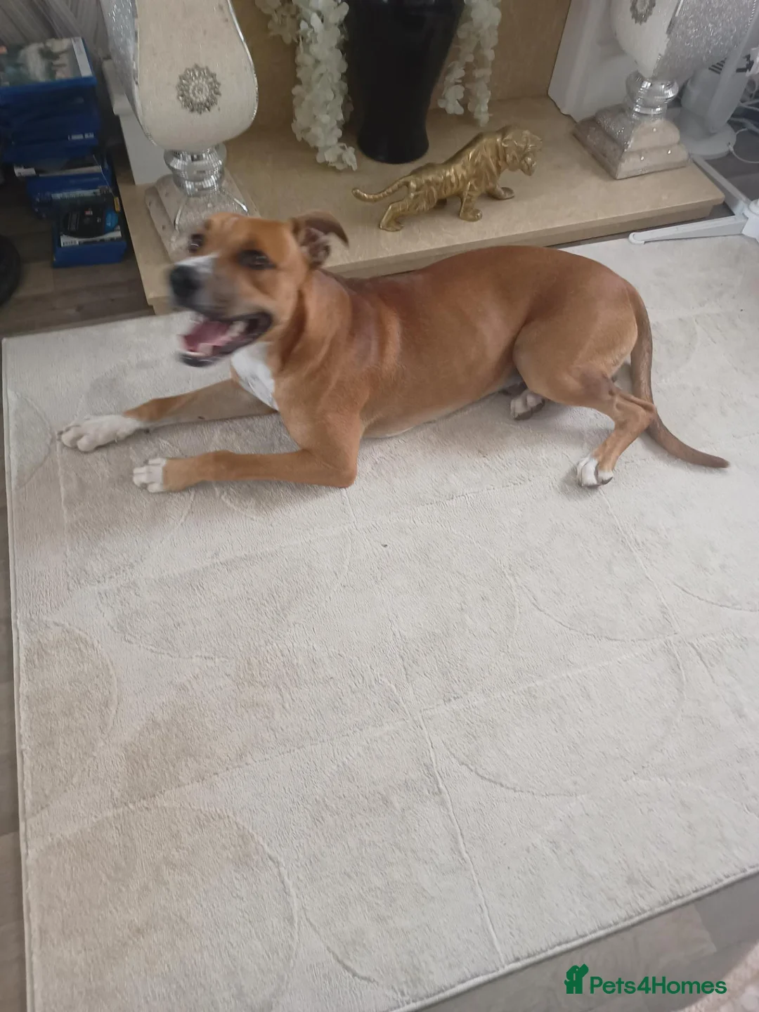 Mixed Breed dogs for sale: Lenny in Boston - Advert 1