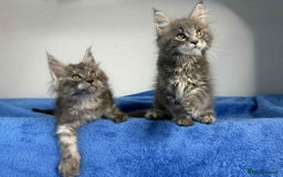 Maine Coon cats for sale: Kittens Maine Coon registered with Gccf  - Image 22