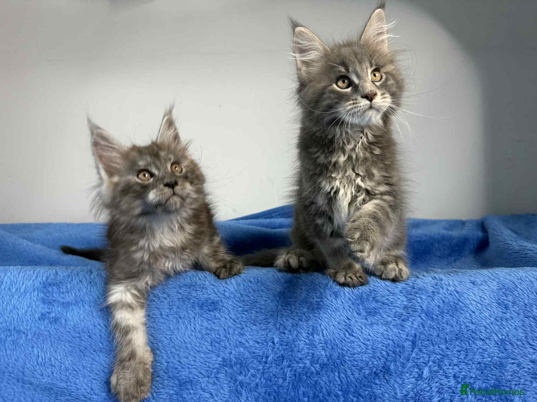 Maine Coon cats for sale: Kittens Maine Coon registered with Gccf  - Image 22