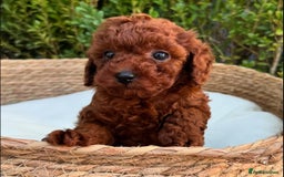 Toy Poodle dogs for sale: Purebred Toy Poodles Puppies Loving Homes! - Image 7