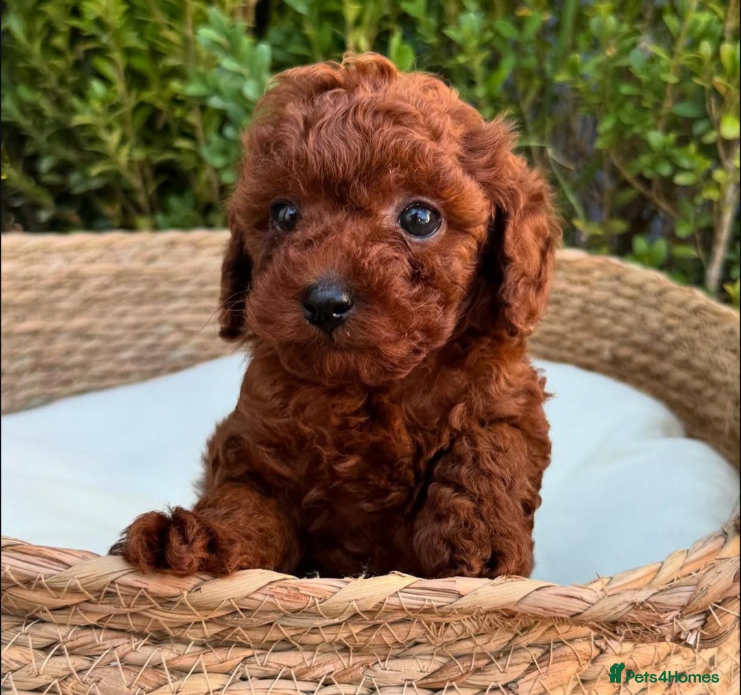 Toy Poodle dogs for sale: Purebred Toy Poodles Puppies Loving Homes! - Image 7