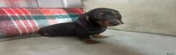 Miniature Dachshund dogs for sale: 4 miniature dachshunds - Advert 29
