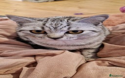 British Shorthair cats for sale: Lovely  British short hair kittens  - Image 18