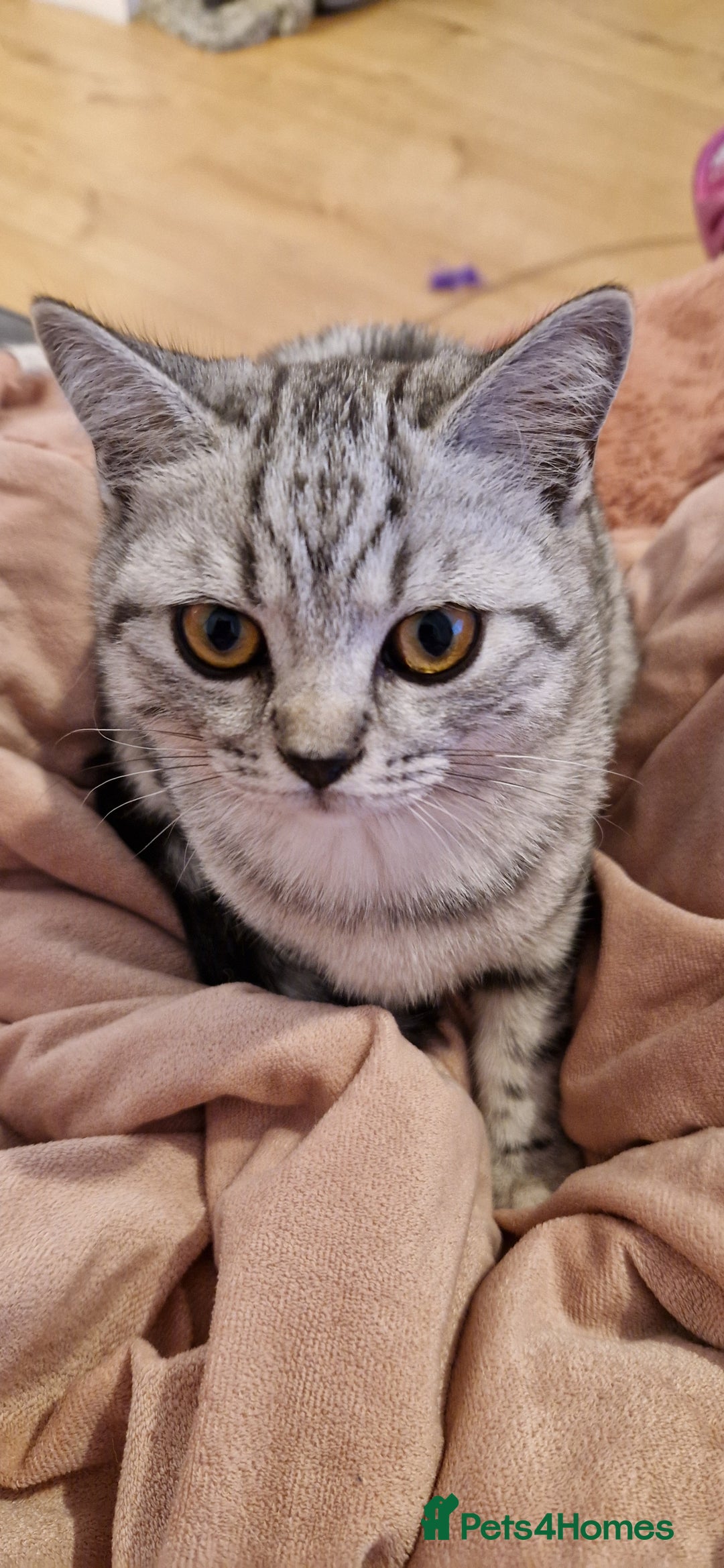 British Shorthair cats for sale: Lovely  British short hair kittens  - Image 18