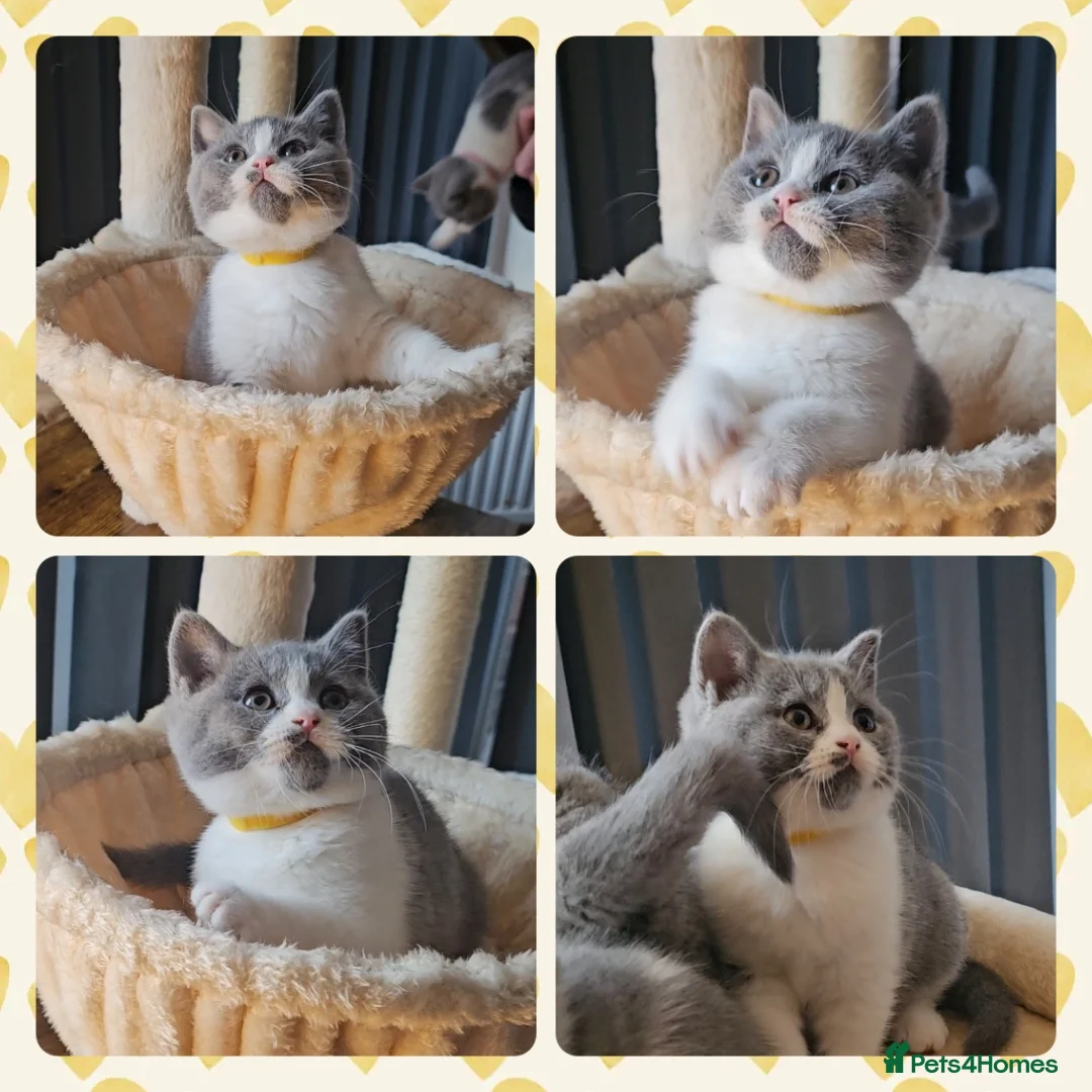 British Shorthair cats for sale: 4 perfect british shorthair kittens  - Advert 7
