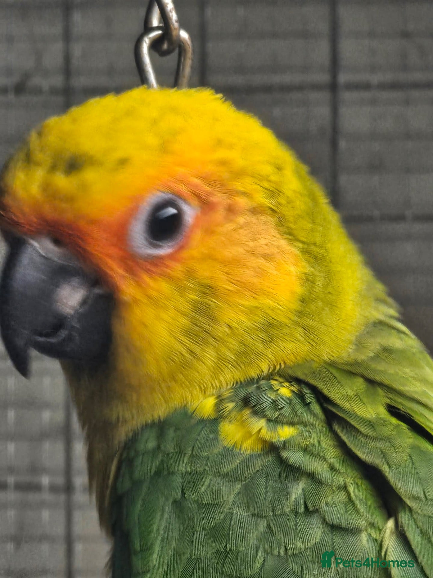 Conures birds Baby sun conure - Advert 3