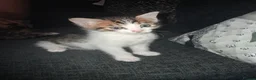 Mixed Breed cats for sale: Mixed bengal kittens - Advert 6