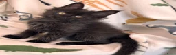 Maine Coon cats for sale: Exceptional TICA Pedigree Maine Coon Kittens - Advert 22