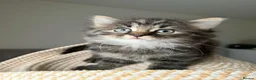 Mixed Breed cats for sale: Kittens looking for new home in Mansfield - Advert 13