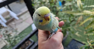 Budgerigars birds - Advert 2