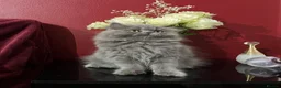 Persian cats for sale: Ready 8th. Fully vacs. Stunning blue Persian girl  - Advert 3