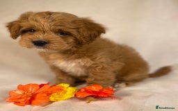 Cavapoo dogs for sale: F1B Cavapoo health tested boutique breeder - Image 18