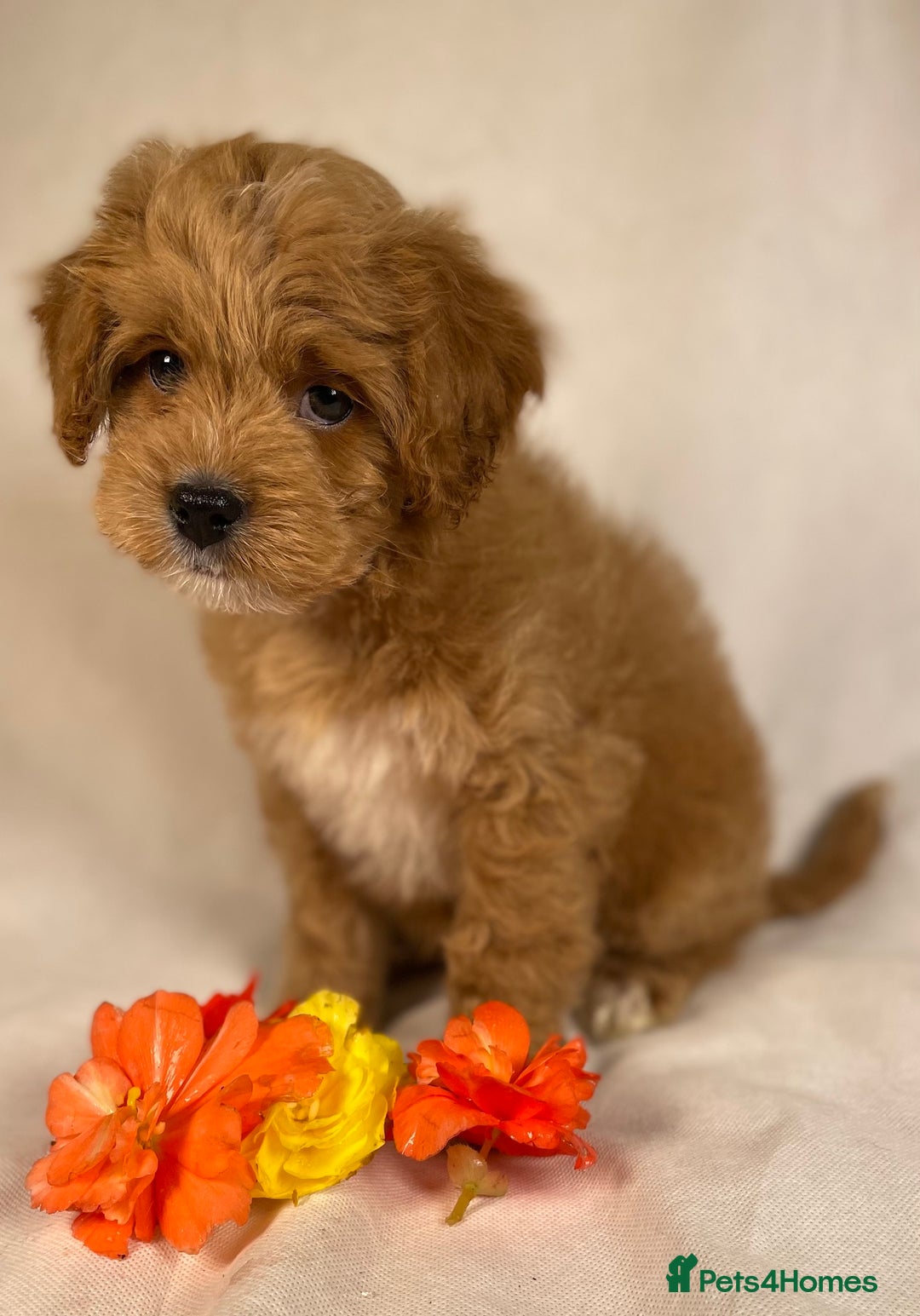 Cavapoo dogs for sale: F1B Cavapoo health tested boutique breeder - Image 18