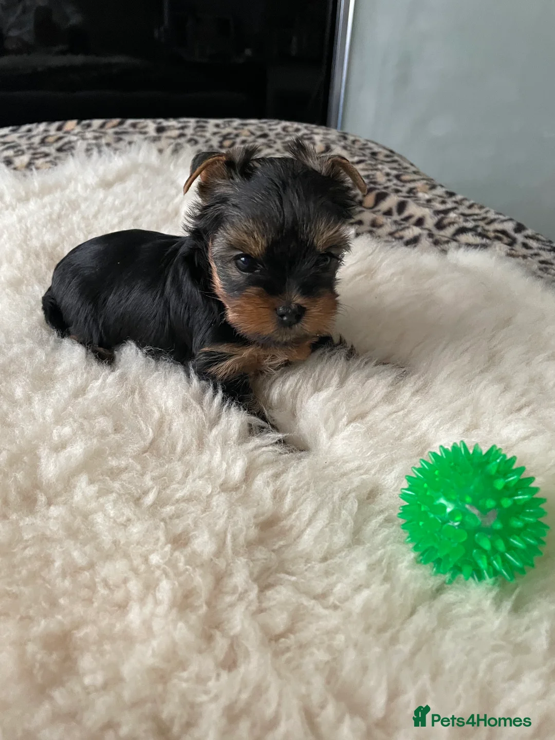 Yorkshire Terrier dogs for sale: Yorkshire terrier puppies available - Advert 26