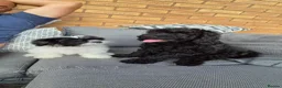 Cockapoo dogs for sale: Beautiful Black Cockapoo Boy –  - Advert 6