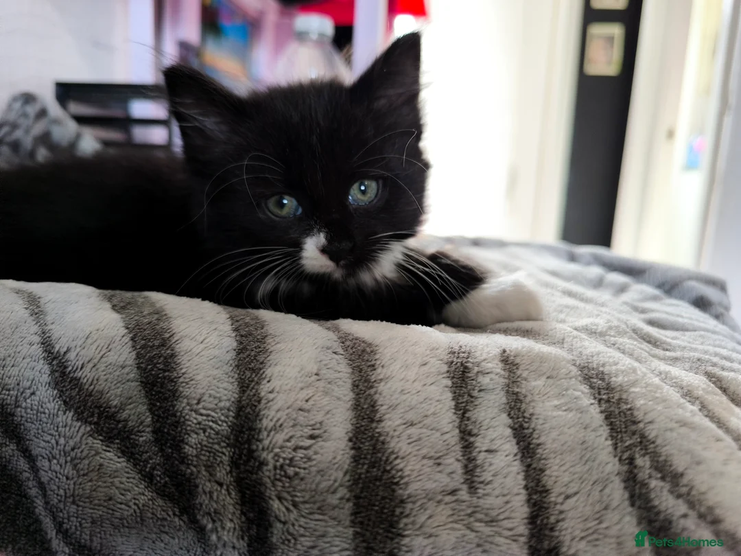 Mixed Breed cats for sale: Long and short hair kittens available now  - Advert 13