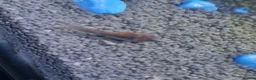 Other/Mixed Breed fish for sale: Mixed tropical fish available please read in Poole - Advert 8