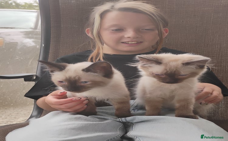 Ragdoll cats - Advert 5