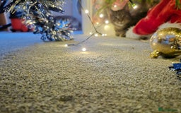 British Shorthair cats for sale: Male cat  - Image 3