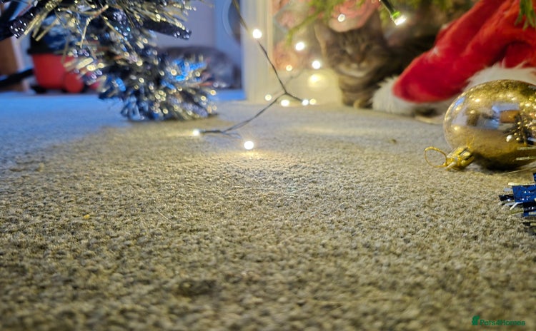 British Shorthair cats - Advert 1
