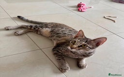 Mixed Breed cats for adoption: TINY - GIRL BIG PERSONALITY FUN AFFECTIONATE  - Image 2