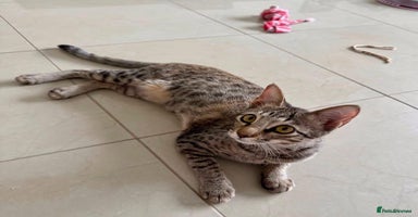 Mixed Breed cats - Advert 1