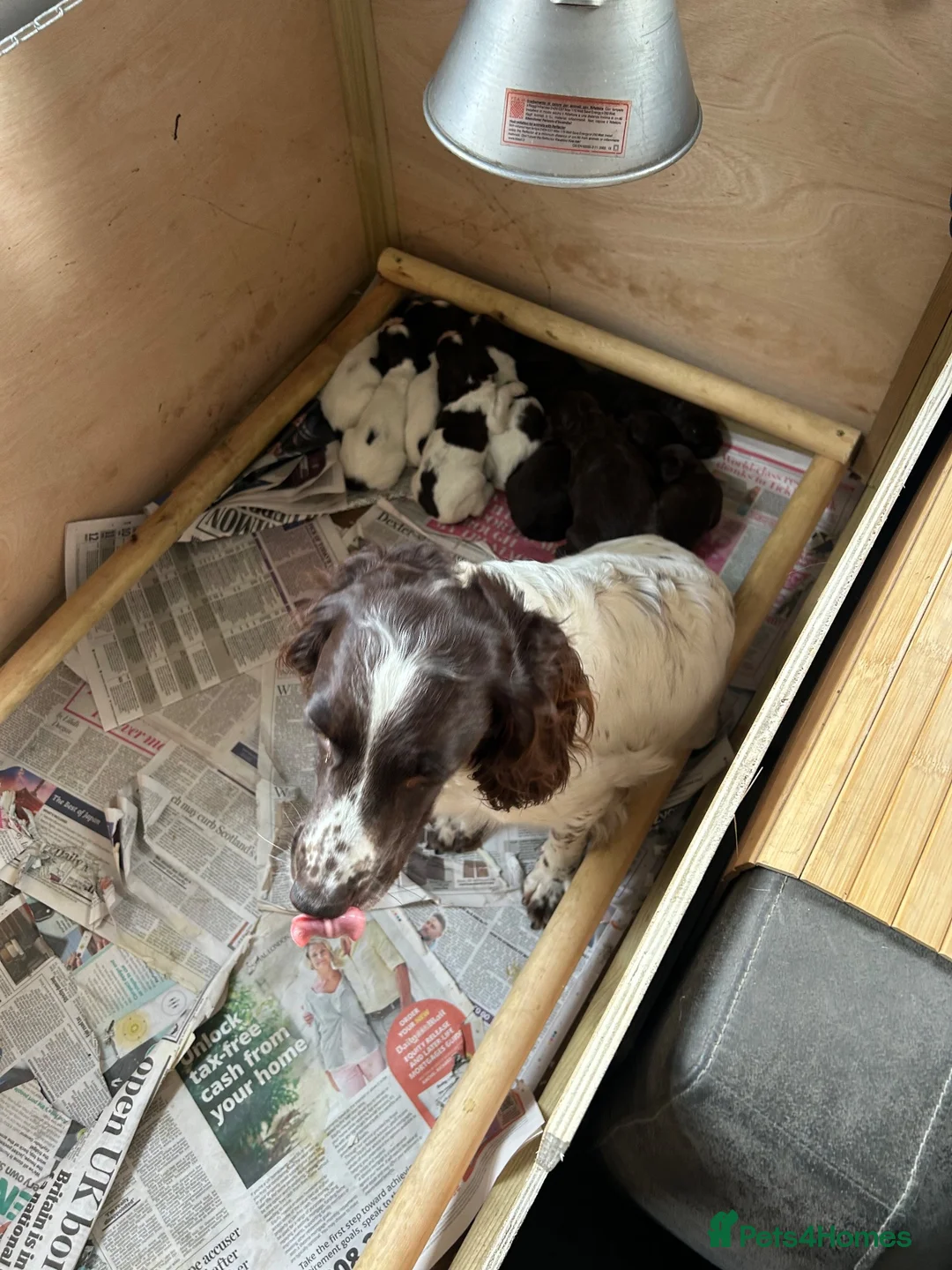 Sprocker dogs for sale: Fantastic litter of F1 Sprocker Spaniel Puppies  - Advert 1