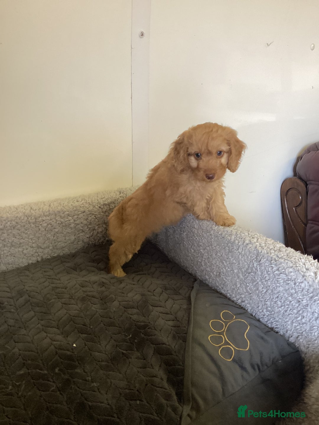 Cockapoo dogs for sale: F1 cockapoo puppies  - Image 2