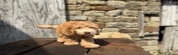 Cockapoo dogs for sale: Full Health tested Amazing obedience champion  - Advert 10