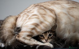 Bengal cats for sale: Gorgeous kittens, Wild-Patterned, Stunning Looks - Image 14
