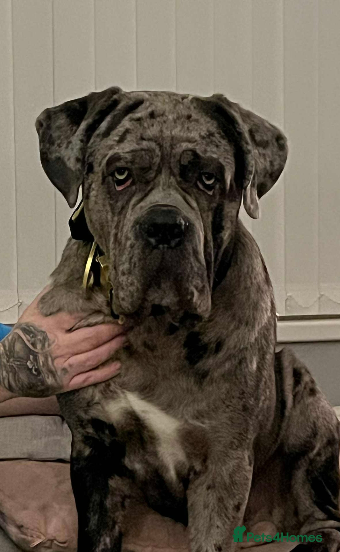 Cane Corso dogs Zues  in Bedlington - Advert 2