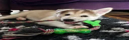 Siberian Husky dogs for sale: Charismatic Companions Ready to Make You Smile in Leeds - Advert 12