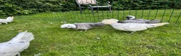 Chickens poultry for sale: Polish bantams - Advert 8