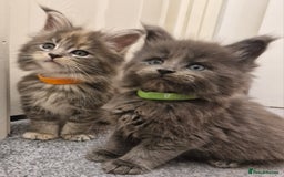 Maine Coon cats for sale: BEAUTIFUL FLUFFY BABIES  - Image 5