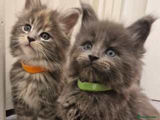 Maine Coon cats - Advert 4