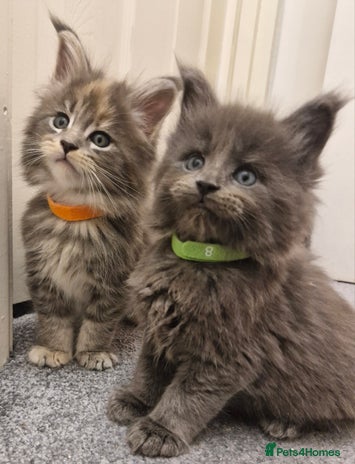 Maine Coon cats - Advert 4