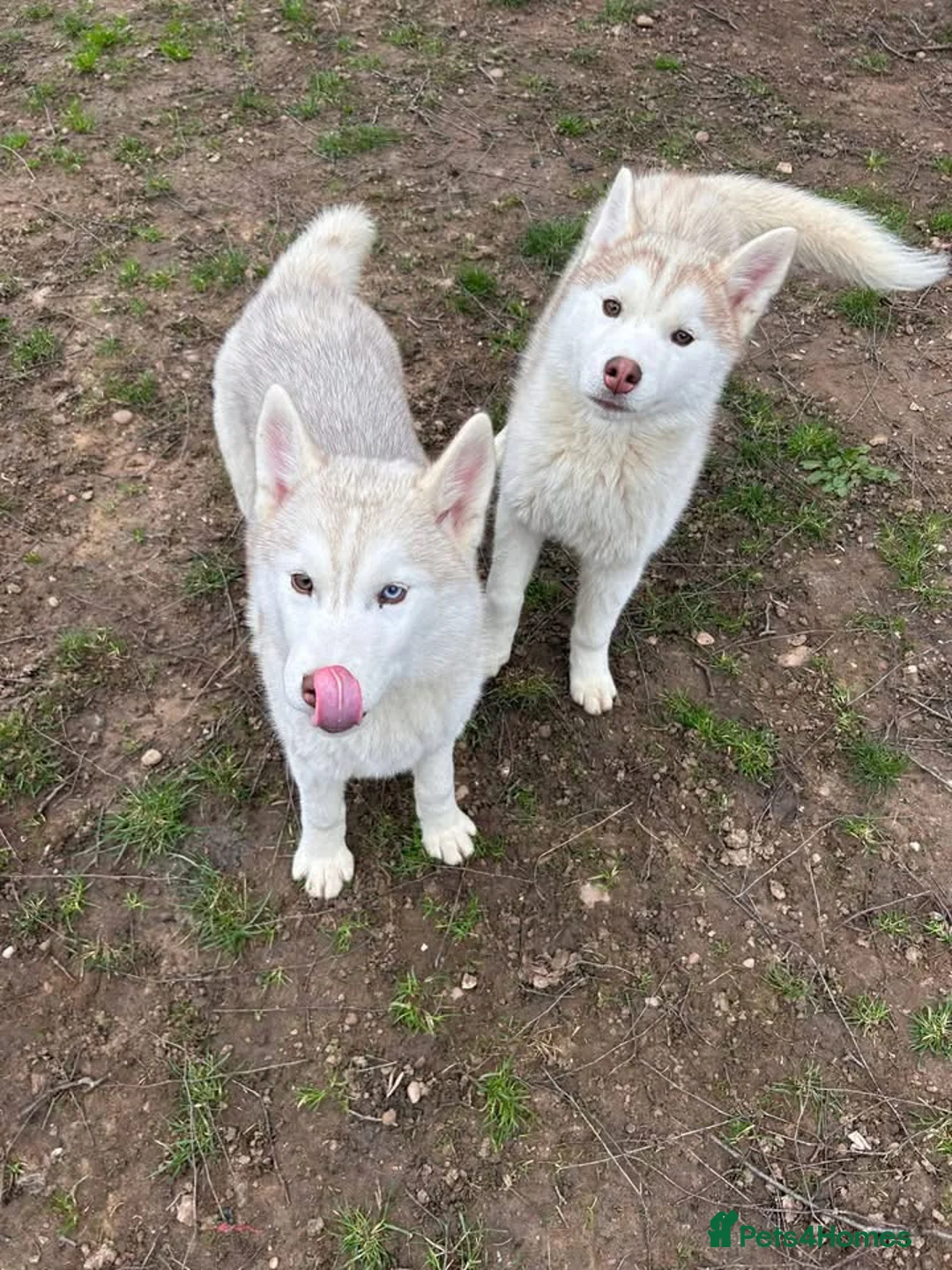 Siberian Husky dogs for sale: Kc Siberian Husky Girls  - Advert 1
