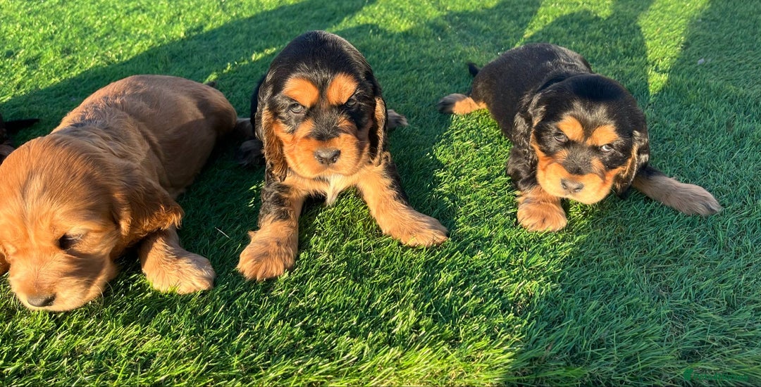 Cocker Spaniel dogs for sale: KC Registered Show Type Cocker Spaniels - Advert 4