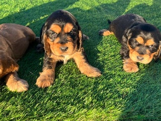 Cocker Spaniel dogs KC Registered Show Type Cocker Spaniels - Advert 3