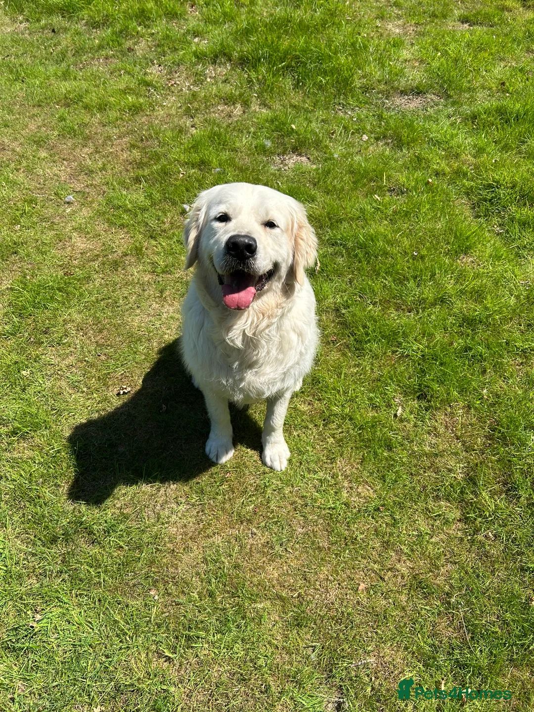 Goldendoodle dogs for stud: Honest & Kind Stud dog  - Advert 3