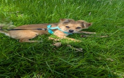 Pomchi dogs for sale: Pomchi - Image 1