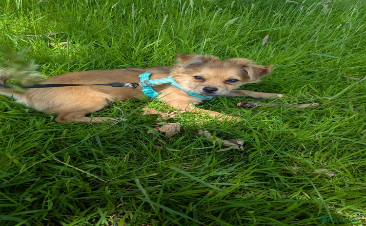 Pomchi dogs - Advert 1