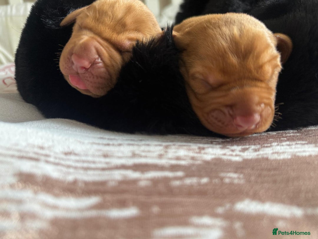 Hungarian Vizsla dogs for sale:  Adorable Vizsla Puppies for Sale🐶😍❤️ - Image 7