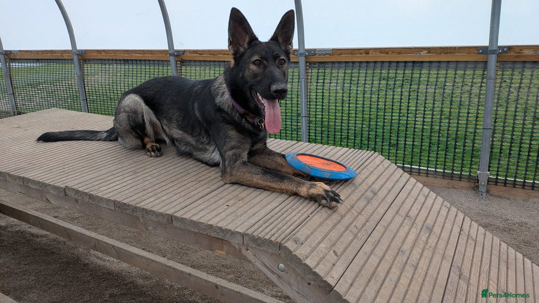 German Shepherd dogs for sale: Loyal, Playful German Shepherd for Rehoming - Image 2