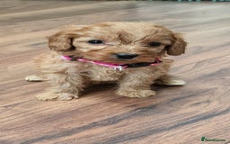 Cockapoo dogs for sale: Cockapoo - Image 8