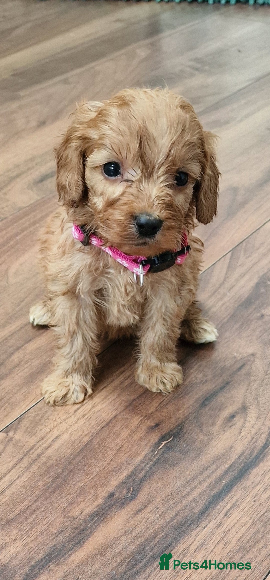 Cockapoo dogs for sale: Cockapoo - Image 8