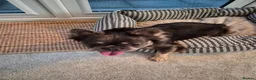 French Bulldog dogs for sale: Male Fluffy Frenchie  - Advert 4