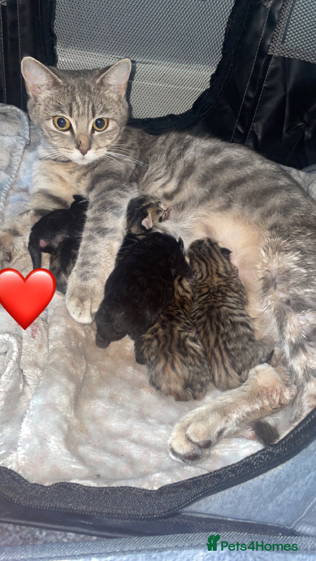 British Shorthair cats for sale: British Shorthair & Turkish Angora Mixed Kittens✨  - Image 6
