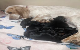 Cocker Spaniel dogs for sale: 6 beautiful working cocker spaniels  - Image 20